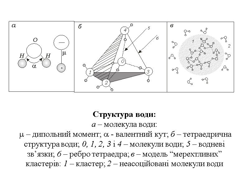 Структура води: а – молекула води:   – дипольний момент;  - валентний